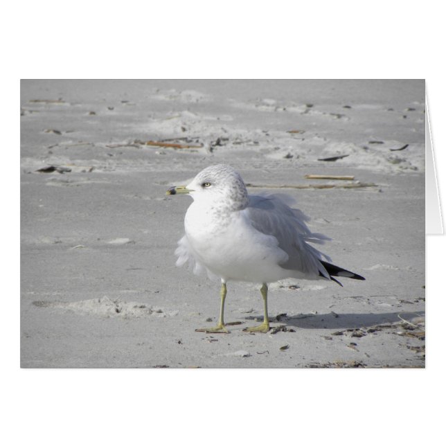 Slagkaart voor voorgeblazen seagull (Voorkant Horizontaal)