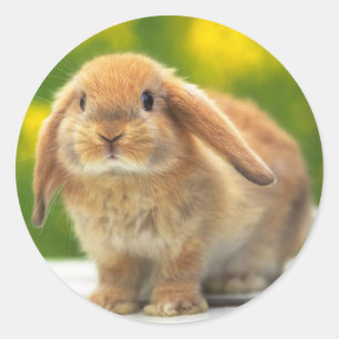 Slagkonijnensticker Ronde Sticker