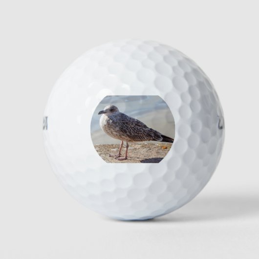 Slagmeeuw aan de wand golfballen (Voorkant)