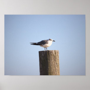 Slagmeeuw op een Poster na