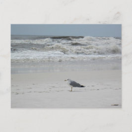 Slagmeeuw op het strand briefkaart