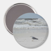 Slagmeeuw op het strand magneet (Voorkant / Achterkant)