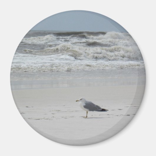 Slagmeeuw op het strand magneet (Voorkant)