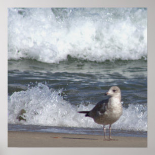 Slagmeeuw op het strand Poster