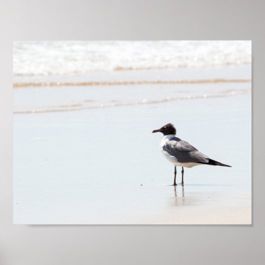 Slagmeeuw op het strand Poster (Voorkant)
