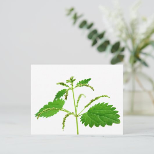 Slagnetel Briefkaart (Staand voorkant)