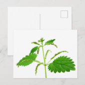 Slagnetel Briefkaart (Voorkant / Achterkant)