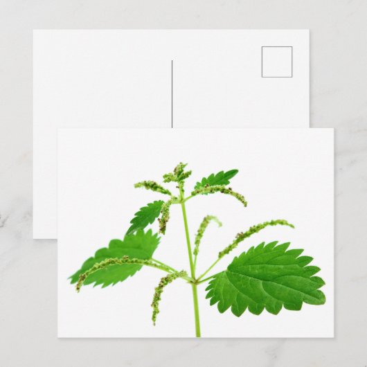 Slagnetel Briefkaart (Voorkant / Achterkant)