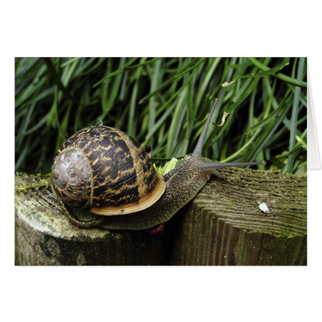 slak (Voorkant Horizontaal)