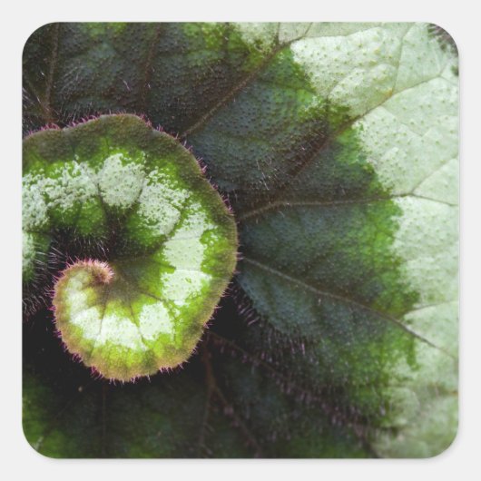 Slak Begonia Leaf Vierkante Sticker (Voorkant)