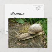 slak briefkaart (Voorkant / Achterkant)