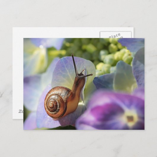 slak briefkaart (Voorkant / Achterkant)