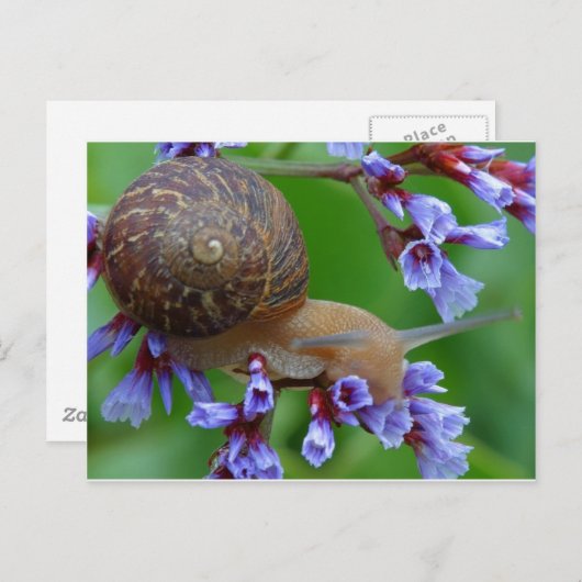 Slak Briefkaart (Voorkant / Achterkant)