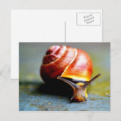 slak briefkaart (Voorkant / Achterkant)