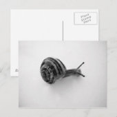 slak briefkaart (Voorkant / Achterkant)