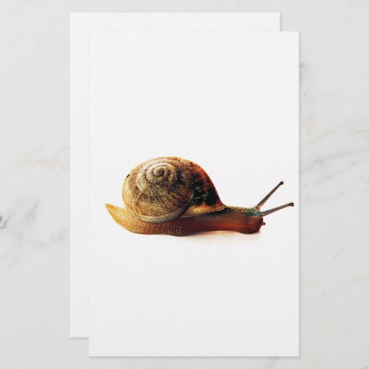 slak briefpapier (Voorkant / Achterkant)