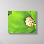 slak canvas afdruk (Voorkant)