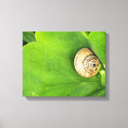 slak canvas afdruk (Voorkant)
