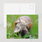 Slak eet gras briefkaart (Voorkant / Achterkant)