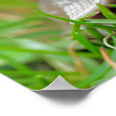 Slak eet Gras Poster (Hoek)