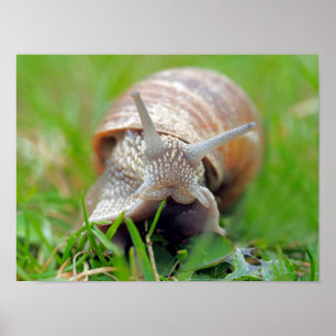 Slak eet Gras Poster