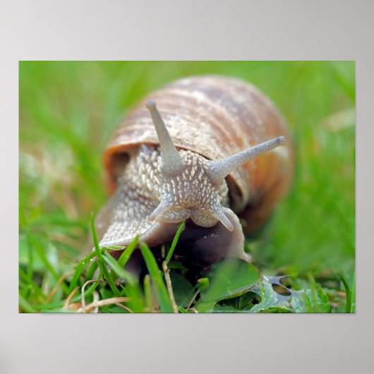 Slak eet Gras Poster (Voorkant)
