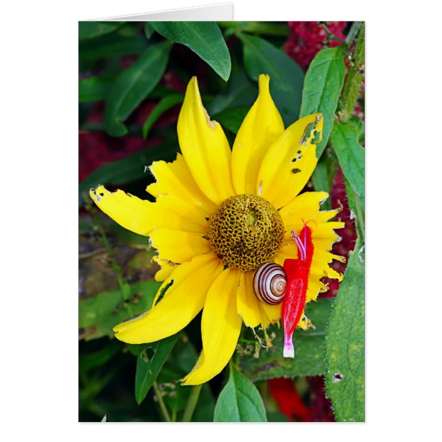 Slak en bloesem (Voorkant)