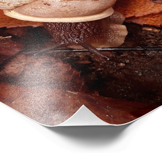 slak foto afdruk (Hoek)