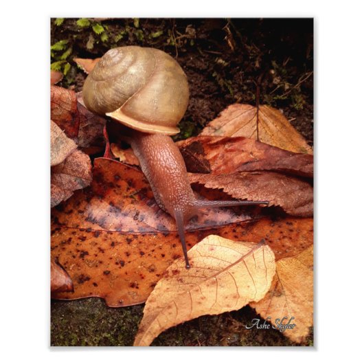 slak foto afdruk (Voorkant)