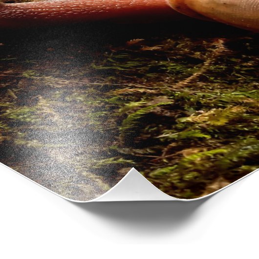 slak foto afdruk (Hoek)