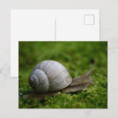 Slak in vegetatie briefkaart (Voorkant / Achterkant)