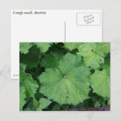 Slak invullen briefkaart (Voorkant / Achterkant)