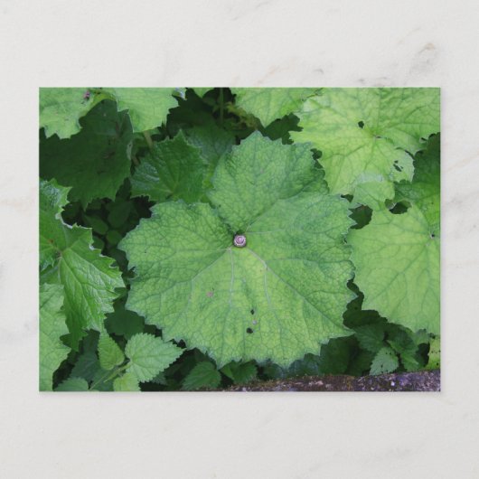 Slak invullen briefkaart (Voorkant)