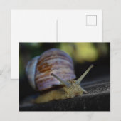 Slak kruipt op richel briefkaart (Voorkant / Achterkant)