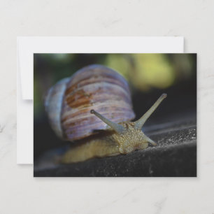 Slak kruipt op richel briefkaart