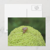Slak op een hedgeappel #5 briefkaart (Voorkant / Achterkant)