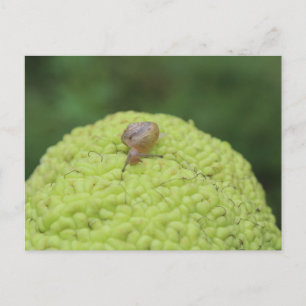 Slak op een hedgeappel #5 briefkaart