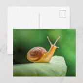 Slak op een lef briefkaart (Voorkant / Achterkant)