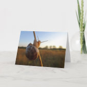 Slak op een stok kaart (Voorkant)