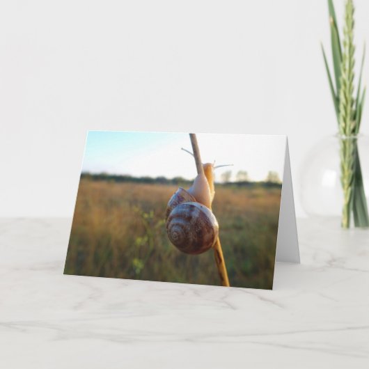 Slak op een stok kaart (Voorkant)