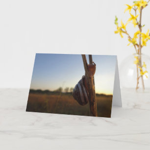 Slak op een stok kaart