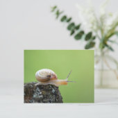 Slak op rand met groene achtergrond briefkaart (Staand voorkant)