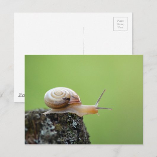 Slak op rand met groene achtergrond briefkaart (Voorkant / Achterkant)