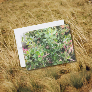 Slak op roze Escallonia Garden Shrub gebladerte Briefkaart