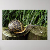 slak poster (Voorkant)