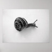 Slak Poster (Voorkant)