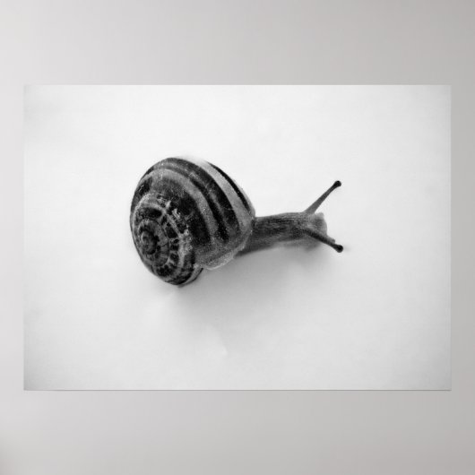 Slak Poster (Voorkant)
