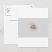 slak Schnecke Muschel Shell Briefkaart (Voorkant / Achterkant)