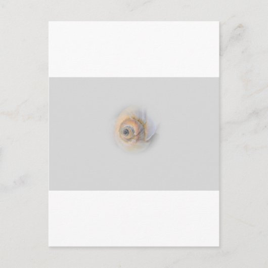 slak Schnecke Muschel Shell Briefkaart (Voorkant)