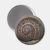 Slak Shell Magneet (Voorkant / Achterkant)